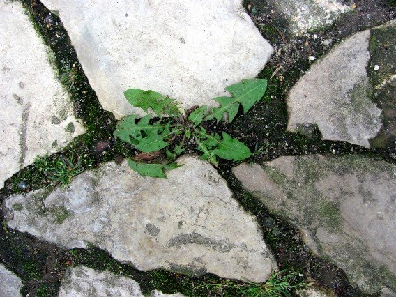 Gartenarbeit Ideen: ´´Tipp des Jahres´´: Biologisches ...