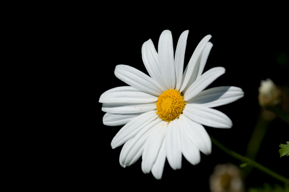 Cuando el arte ataque MARGARITA