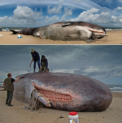 Sperm Whale, Scheveningen Beach, The Netherlands