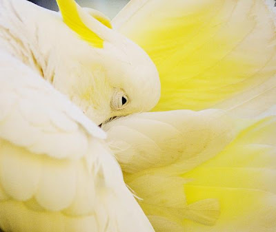 Yellow-crested Cockatoo