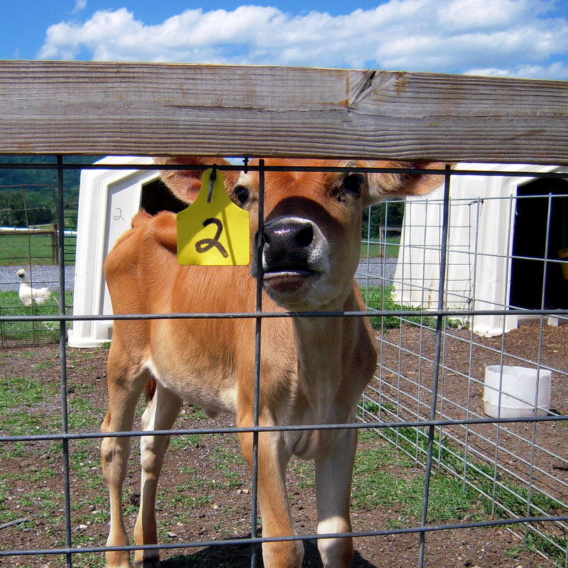 Dine O Mite! Toy Cow Creamery