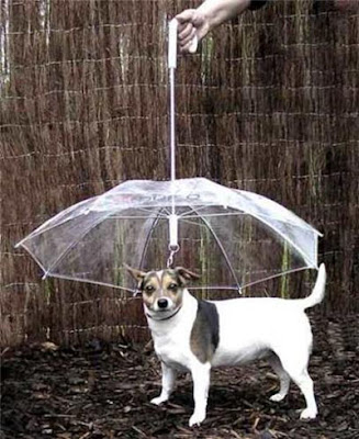 Зонт для собак