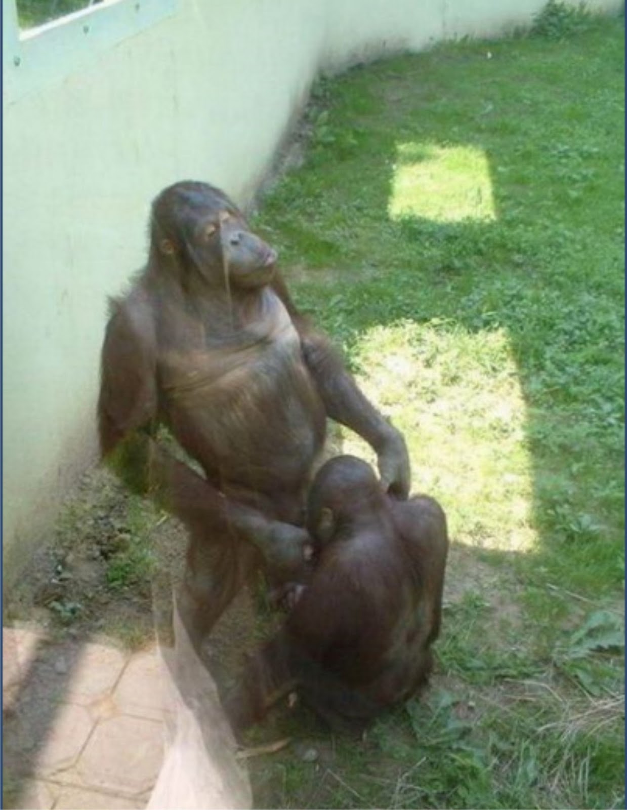 Фото секс с обезьянами