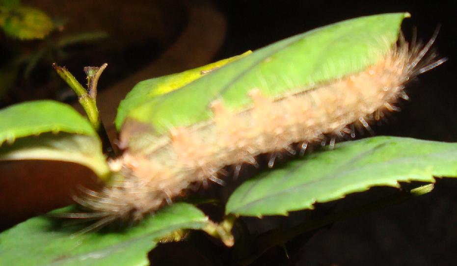 Organic micro farm and vegetable terrace garden : Pests and Insects on