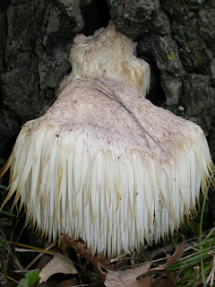 beard fungus #9