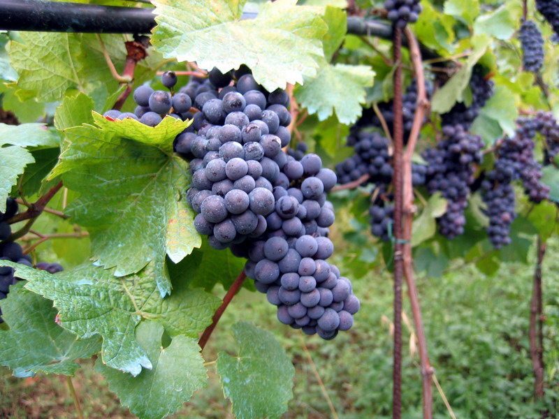 bradley-wright-s-blog-thoughts-about-the-vineyard-denomination