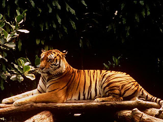 animal s in the world harimau  sumatera 