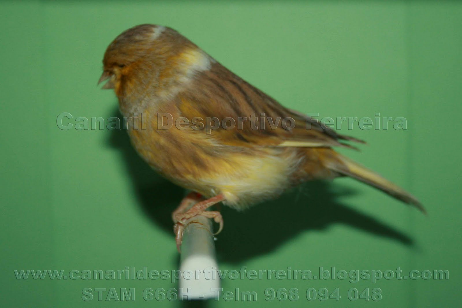 Gloster Fancy Canário Gloster Fancy Consort Canela