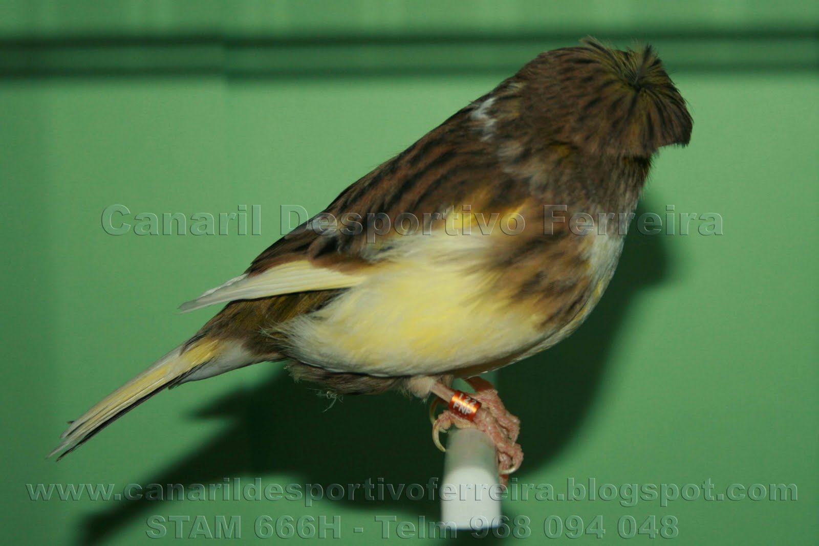 Gloster Fancy Canário Gloster Fancy