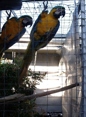 Blue & yellow Macaws TeTemuka B&B Kokstad KwaZulu-Natal South Africa