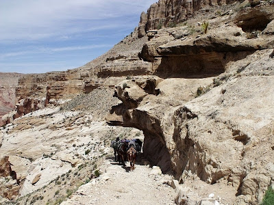 Horses on Havasu trail Havasupi reservation Arizona