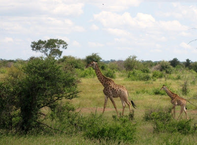 Giraffes Kruger National Park South Africa