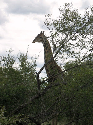 Giraffe Kruger National Park South Africa