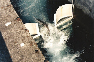 Salmon in fish ladder Spring Creek National Fish Hatchery Underwood Washington