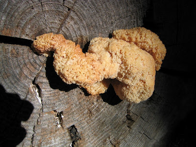 Clustered Coral fungi Oregon Caves National Monument Oregon