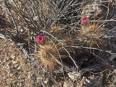 Blooming Cactus lake Pleasant Peoria Arizona