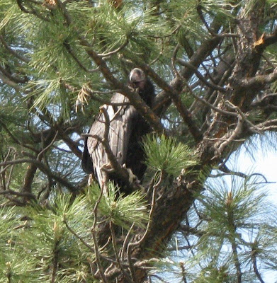 California Condor North Rim Grand Canyon National Park Arizona