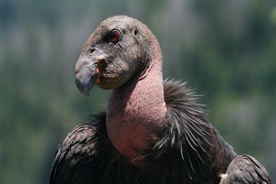 California Condor National Park Service archive