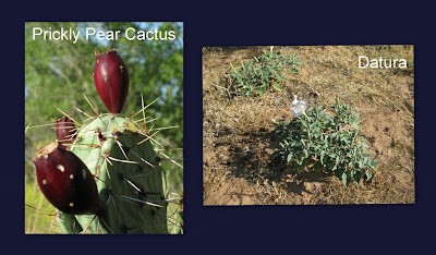 Plants Zion National Park Utah