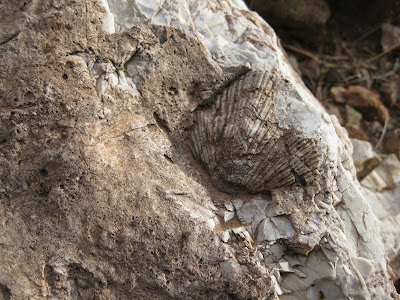 Fossil North Kaibab trail Grand Canyon National Park Arizona