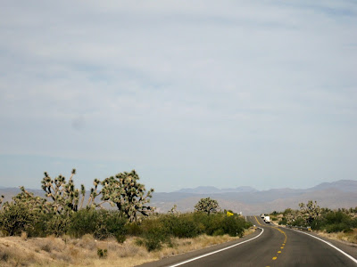 Joshua trees Hwy 93 Arizona