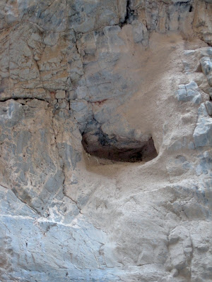 Bird's nest Titus Canyon Death Valley National Park California