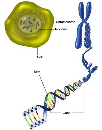 Human Biology: Genetics Lab
