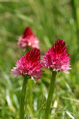 Orchis vanillé