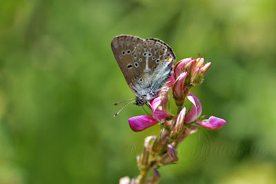 Eumedonia eumedon