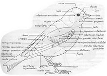 MORFOLOGIA DAS AVES