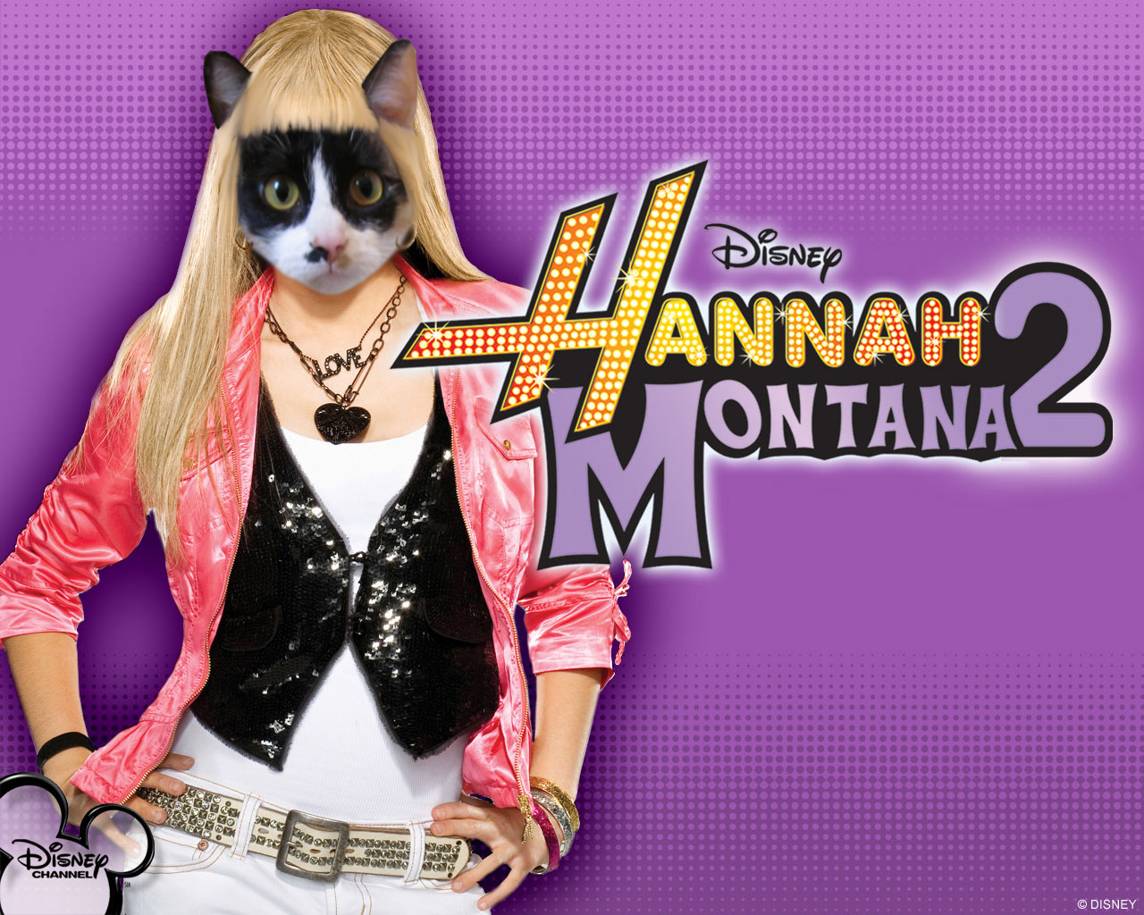 my cats are famous hannah cattana