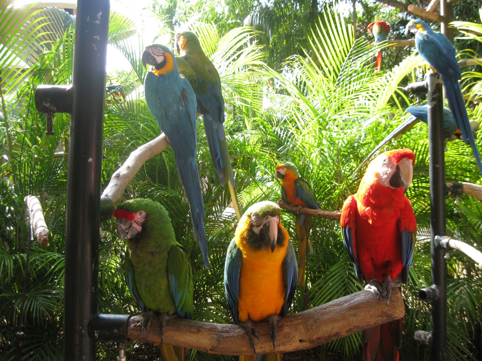 Download this Field Trip Jungle Island Miami Much Fun picture