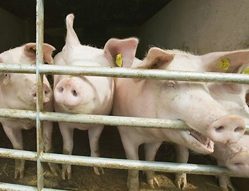 [EN_OE_fa(pigs)_lrg.jpg]