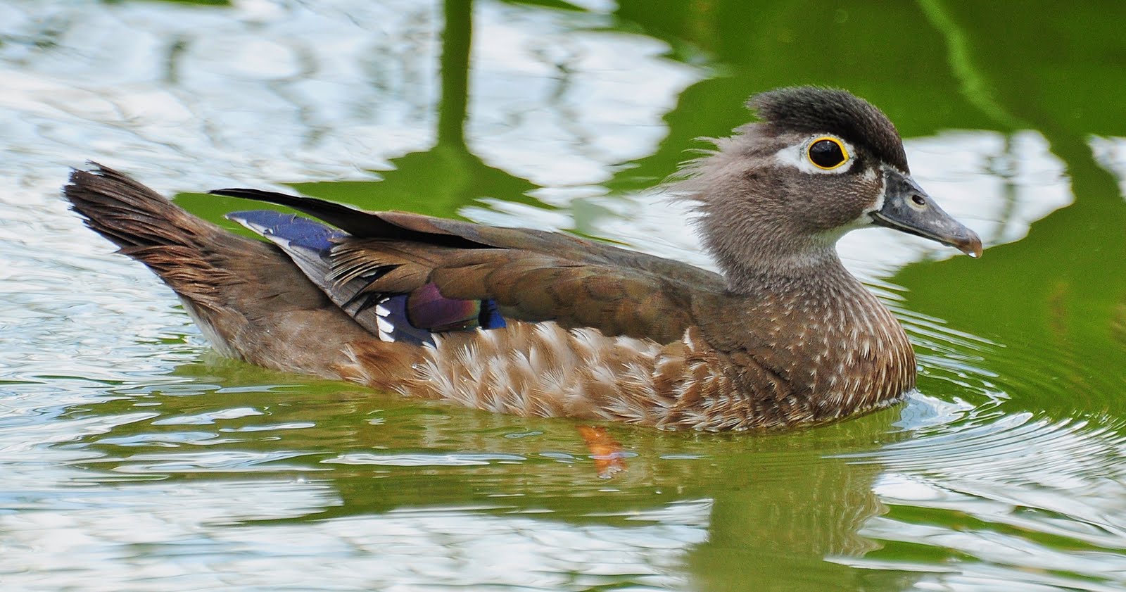 Dina's City Wildlife Adventures Wood duck family
