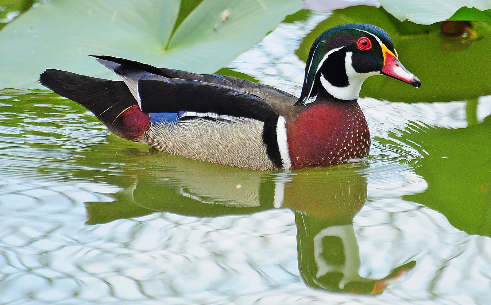 Dina's City Wildlife Adventures Wood duck family