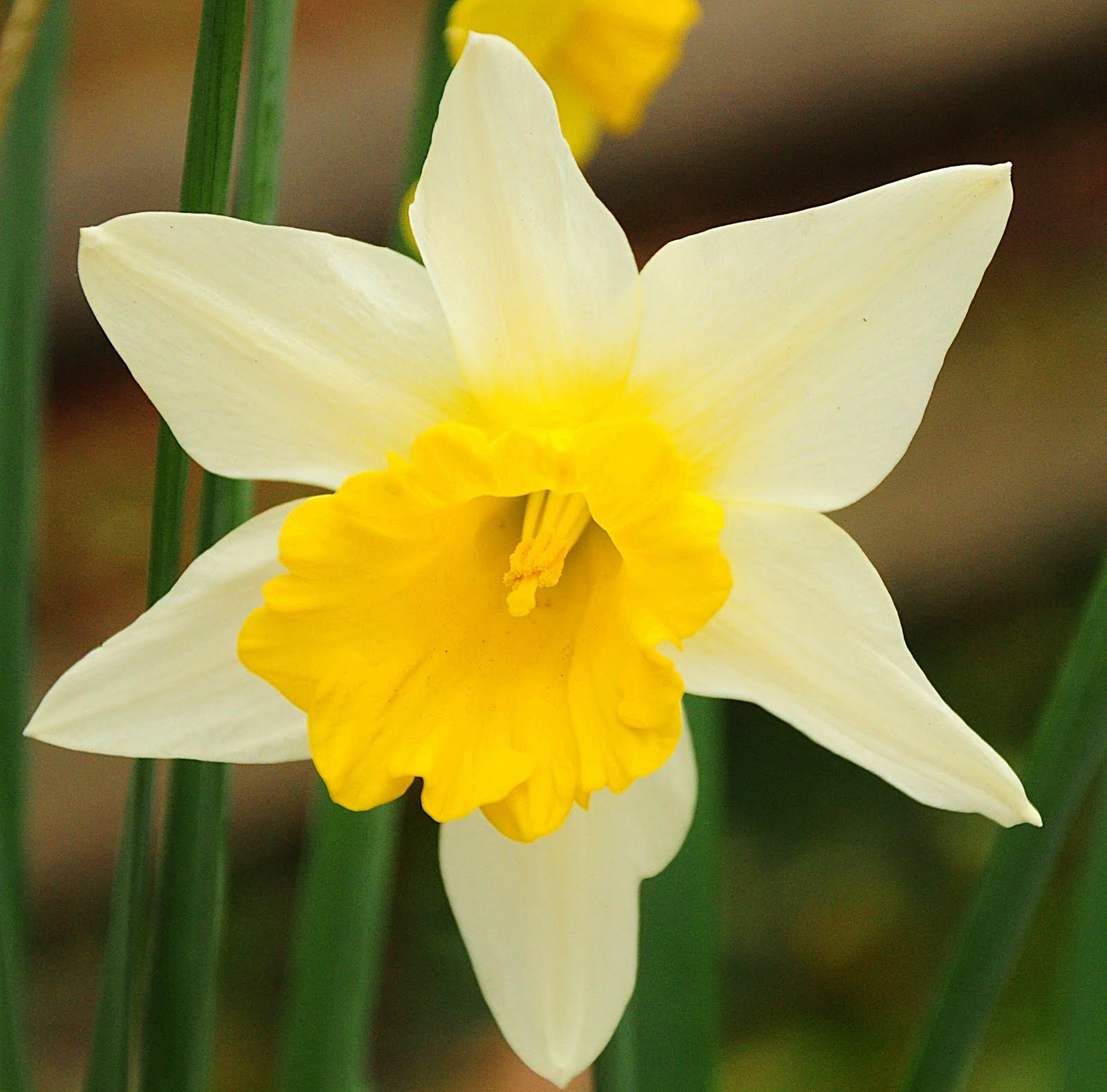 Dina's City Wildlife Adventures Atlanta Part 1 Spring flowers