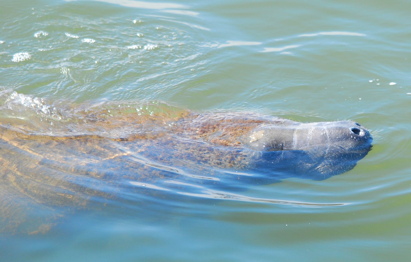 Dina's City Wildlife Adventures Safety Harbor manatees