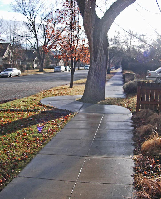 Boise, Idaho Yield to Trees