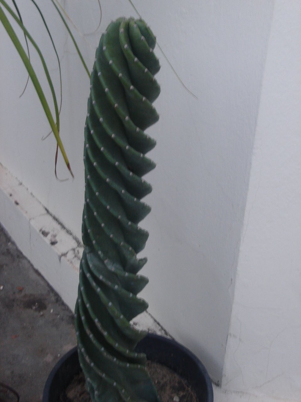 [cactos+e+suculentas+015.jpg]