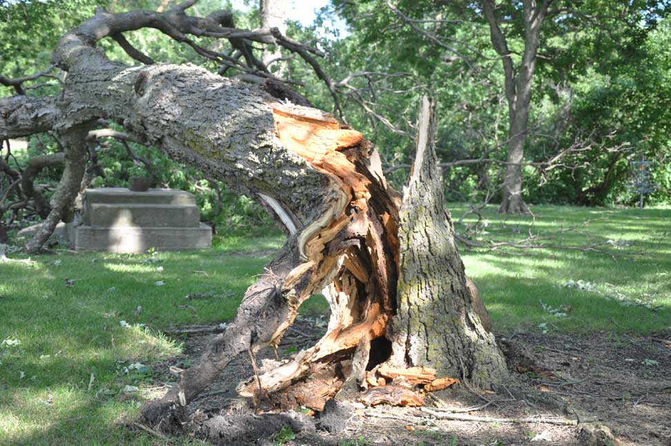 Taken For Granted Oak trees blown down