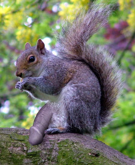Squirrel Dick 36