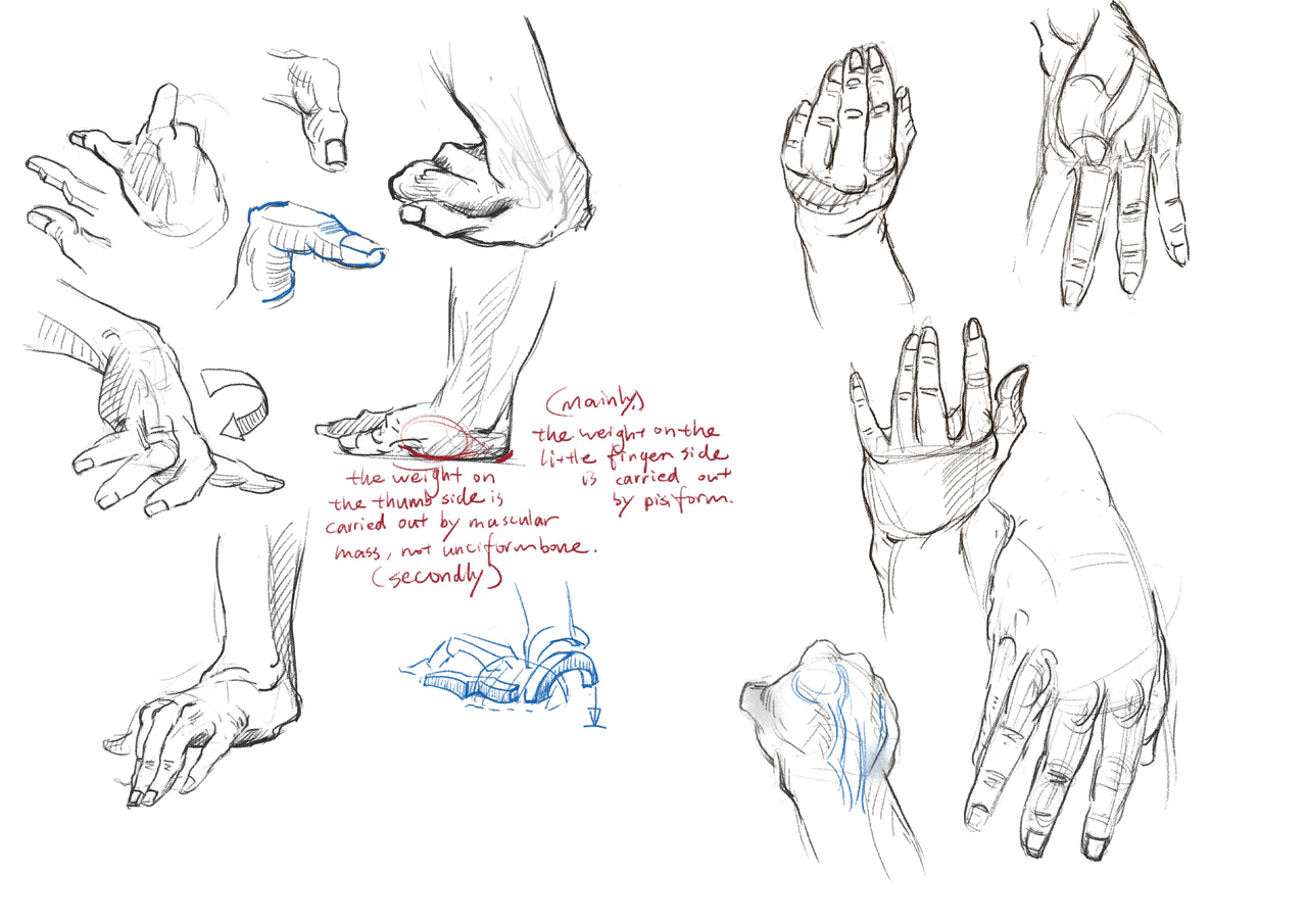 Pencil Head: study of hands (notes taken from 'A book of 100 hands')