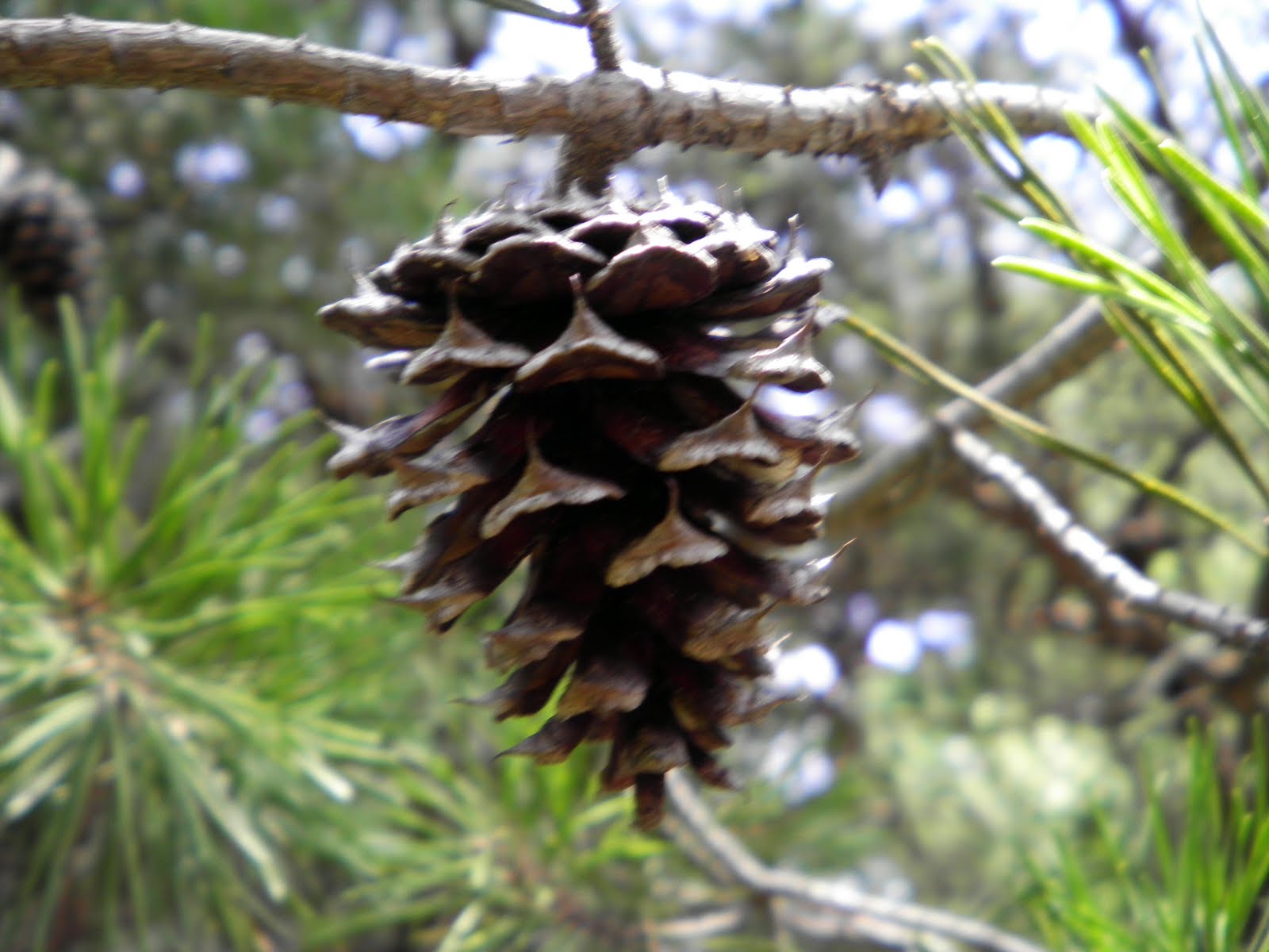 summer-assignment-2010-pine-cone-female