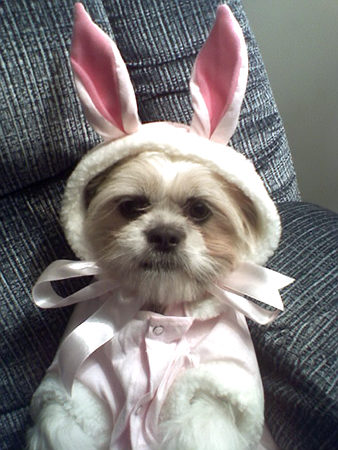 Bonglo Blog: Cute Dogs in Bunny Suit