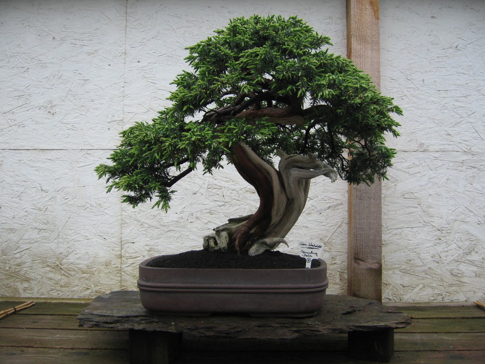 Bonsai das schönste Hobby der Welt BONSAIAUSSTELLUNG ARBEITSKREISE