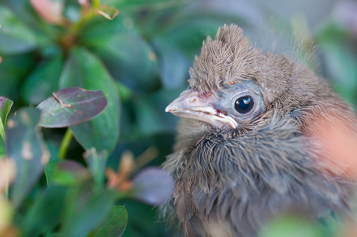 Mark Meravy Photography Baby Cardinal