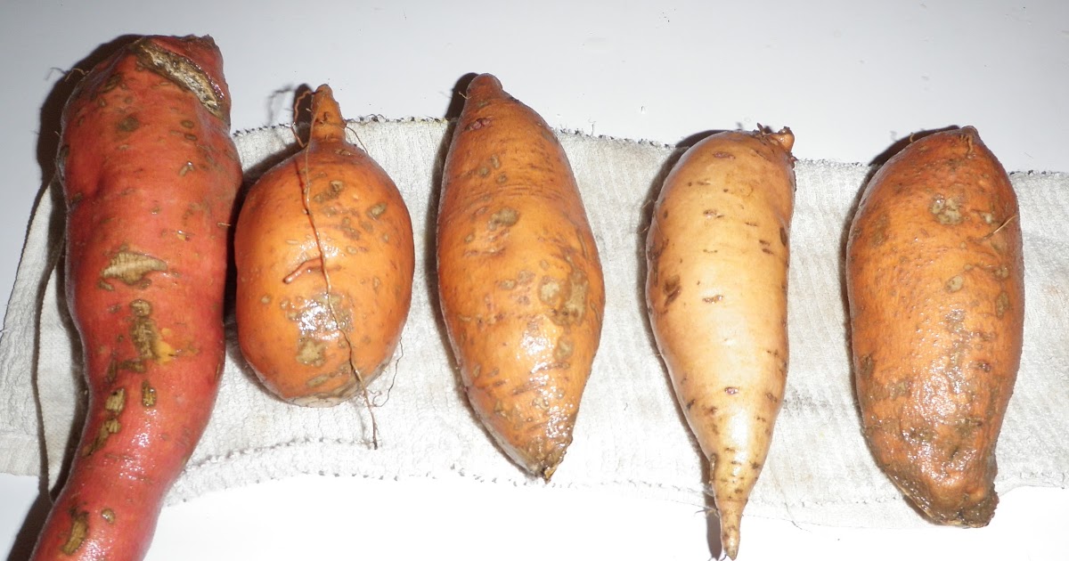mathbionerd: A variety of uses for sweet potatoes