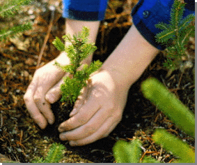 [reforestacion1.gif]