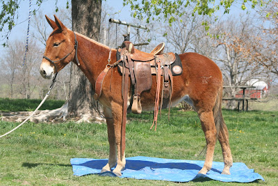 PairADice Mules: Rocky Mountain Mule Days