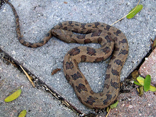 Terra Mirabilis: A backyard snake